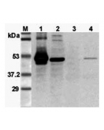 Western blot analysis using anti-FOXP3 (mouse), pAb (Prod. No. AG-25A-0020) at 1:3'000 dilution.
1: Mouse FOXP3 (His-tagged).
2: Transfected mouse FOXP3 cell lysate (HEK 293).
3: Mouse T lymphocyte (CD4+) cell lysate.
4: PHA treate