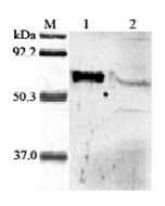 Western blot analysis of human ANGPTL6 using anti-ANGPTL6 (Prod. No. AG-25A-0030) at 1:2,000 dilution.
1. Recombinant human ANGPTL6 (FLAG®-tagged).
2. HepG2 cells lysate.