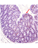 Immunohistochemical staining of mouse gut using anti-IDO (mouse), pAb (Prod. No. AG-25A-0032). Colorization by ABS Reagent (Vectastain) and counterstaining with hematoxylin.