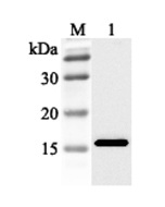 Western blot analysis using anti-FABP3 (human), pAb (Prod. No. AG-25A-0040) at 1:2'000 dilution.
1: Human FABP3 (His-tagged).