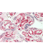 Immunohistochemical staining of ANGPTL3 using anti-ANGPTL3 (FLD) (human), pAb (Prod. No. AG-25A-0064) in human placenta tissue (5µg/ml). This antibody has been tested in immunohistochemistry, analyzed by an anatomic pathologist and validated f