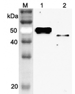 Western blot analysis using anti-Vaspin (mouse), pAb (Prod. No. AG-25A-0075) at 1:2'000 dilution.
1: Mouse Vaspin (FLAG®-tagged).
2: Mouse Vaspin (His-tagged)