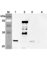 Western blot analysis using anti-FGF-21 (mouse), pAb (Prod. No. AG-25A-0076) at 1:4'000 dilution.
1: Mouse FGF-21 (FLAG®-tagged).
2: Mouse FGF-21 Fc-protein.
3: Human FGF-21 (FLAG®-tagged).
4: Mouse Nampt (FLA