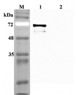 Western blot analysis using anti-Sirtuin 1 (human), pAb (Prod. No. AG-25A-0082) at 1:4'000 dilution.
1: Human Sirtuin 1 (His-tagged).
2: Human FTO (His-tagged) (negative control).