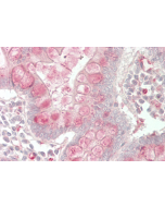 Immunohistochemical staining of CTRP7 using anti-CTRP7 (GD) (human), pAb (Prod. No. AG-25A-0097) in human small intestine tissue (5µg/ml). This antibody has been tested in immunohistochemistry, analyzed by an anatomic pathologist and validated