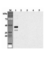 Western blot analysis using anti-Sirtuin 6 (human), pAb (Prod. No. AG-25A-0101) at 1:2'000 dilution.
1: Human Sirtuin 6 (intact form) (His-tagged).
2: Human Sirtuin 1 (His-tagged).
3: Human Sirtuin 2 (His-tagged).
4: Human Sirtuin 