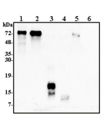 Western blot analysis using anti-Progranulin (human), pAb (Prod. No. AG-25A-0112) at 1:2000 dilution. 1: Human Progranulin (FLAG®-tagged) (50ng). 2: Human Progranulin (tag-free) (100ng). 3: Human Granulin C (FLAG®