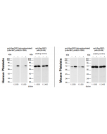 Western blot: Human (5μg protein/lane) and mouse (8μg protein/lane) platelets were either not stimulated (-) or were incubated with 5μM Forskolin for 1 min (+). Western blots at the indicated dilutions were performed using anti-RasGRP2 (phosphorylated) (p