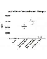 Measurement of NAMPT enzymatic activity was performed as described previously [G.C. Elliott, et al.; Anal Biochem 107, 199 (1980)]. The recombinant Nampt was diluted in assay buffer and 10μl per 50μl reaction mix were applied in the reaction mix (20