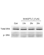 ERK phosphorylation induced by hANGPTL7 in THP-1 cells.
THP-1 monocyte cells were serum starved for 16hr and then stimulated with ANGPTL7 (human) (rec.) (Prod. No. AG-40A-0060) (500ng/ml) for 1, 2 and 3 hrs, respectively. Antibodies against pERK1/2 