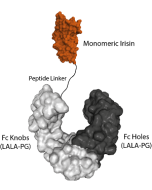 Fc (LALA-PG)-KIH (human):Irisin (monomeric) (rec.)