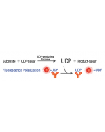 Transcreener® UDP2 FP Assay