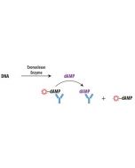 Transcreener dAMP Exonuclease FP Activity Assay