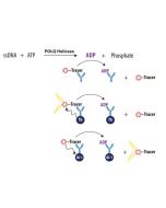 POLQ Helicase ATPase TR-FRET Assay System