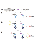 MDA5 ATPase FP Assay System