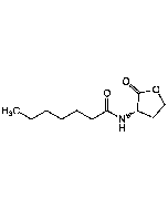 N-Heptanoyl-L-homoserine lactone