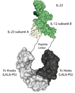 IL-23 (mouse):Fc (LALA-PG)-KIH (human) (rec.)