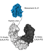 IL-21 (mouse) (monomeric):Fc (LALA-PG)-KIH (human) (rec.)