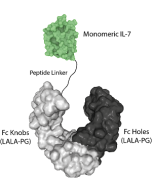 IL-7 (human) (monomeric):Fc (LALA-PG)-KIH (human) (rec.)