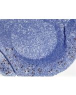 Immunohistochemistry of Human Tonsil Tissue using Anti-Human IgA1 antibody RM124.