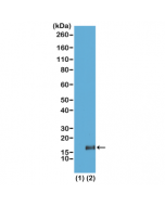 Western Blot of recombinant histone H3.3 (1) and acid extracts of HeLa cells (2), using RM155 at 2.0 ug/mL, showed a band of histone H3 trimethylated at Lysine 36 (K36me3) in HeLa cells.