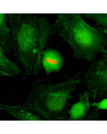 Immunocytochemistry of HeLa cells, using Anti-Phospho-Histone H4 (Ser1) Rabbit mAb RM194 (red). Actin filaments have been labeled with fluorescein phalloidin (green).