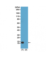 Western Blot of (1) acid extracts of HeLa cells; (2) recombinant Histone H4. Using RM208 at 1 ug/mL, showed a band of Histone H4 trimethylated at Lysine20 in HeLa cells.