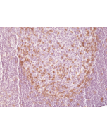 Immunohistochemical staining of formalin fixed and paraffin embedded human tonsil tissue section using anti-PD-1 rabbit monoclonal antibody (Clone RM309) at a 1:500 dilution.
