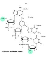 ODN 2395 (Type C) Endotoxin-free (sterile)