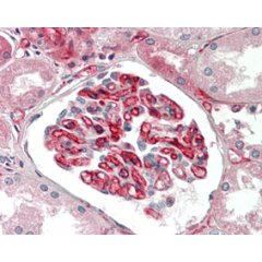 Immunohistochemical staining of adiponectin using anti-Adiponectin (human), mAb (HADI 773) (Prod. No. AG-20A-0001) in formalin-fixed and paraffin-embedded (FFPE) human kidney tissue (10µg/ml). 