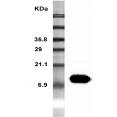 Western Blot analysis of recombinant resistin using anti-Resistin (mouse), mAb (MRES 06) (Prod. No. AG-20A-0004) at 1:5000 dilution.