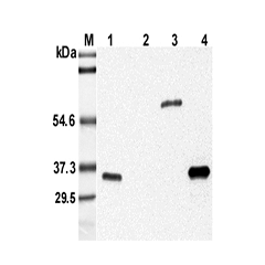 Western blot analysis using anti-Adiponectin (mouse), mAb (MADI 04) (Prod. No. AG-20A-0005) at 1:5'000 dilution. 1: Mouse serum. 2: Human serum. 3: Mouse adiponectin Fc-fusion protein. 4: Recombinant mouse adiponectin (His-tagged).