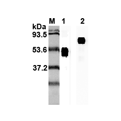 Western blot analysis using anti-IL-23p19 (human), mAb (I 178G) (Prod. No. AG-20A-0027) at 1:2'000 dilution.1: Human IL-23p19 Fc-fusion protein.2: Recombinant human single chain IL-23 (FLAG®-tagged).