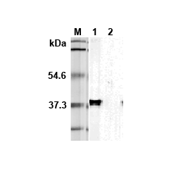Western blot analysis using anti-TIM-3 (mouse), mAb (TI 339H) (Prod. No. AG-20A-0029) at 1:5'000 dilution.1:  Transfected mouse Tim-3 full length cell lysate (HEK 293).2: Transfected vector only cell lysate.