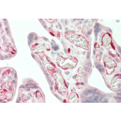 Immunohistochemical staining of IDO using anti-IDO (human), mAb (ID 177) (Prod. No. AG-20A-0035) in human placenta tissue (10µg/ml). This antibody has been tested in immunohistochemistry, analyzed by an anatomic pathologist and validated for u