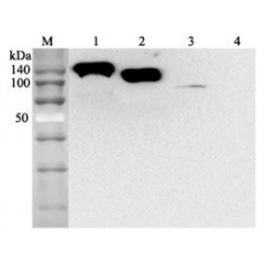 Western blot analysis using anti-ACE2 (human), mAb (AC384) (Biotin) (Prod. No. AG-20A-0037B) at 1:2'000 dilution.1: Human ACE2 Fc-fusion protein.2: Human ACE2 (Ecto domain) (FLAG®-tagged) 3: HepG2 cell lysate.4: Other Fc