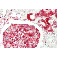 Immunohistochemical staining of Ribosomal Protein S3 using anti-Ribosomal Protein S3 (human), mAb (RP159-1) (Prod. No. AG-20A-0048) in human kidney tissue (5µg/ml). This antibody has been tested in immunohistochemistry, analyzed by an anatomic