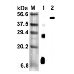 Western blot analysis using anti-RELM-α (mouse), mAb (MREL 127) (Prod. No. AG-20A-0060) at 1:5'000 dilution.1: Mouse RELM-α (His-tagged).2: Mouse RELM-α Fc-protein.