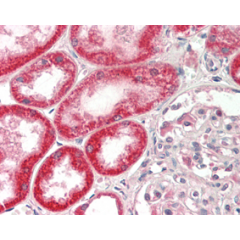 Immunohistochemical staining of FGF-19 using anti-FGF-19 (human), mAb (FG98-6) (Prod. No. AG-20A-0065) in formalin-fixed and paraffin-embedded (FFPE) human kidney tissue (15µg/ml).