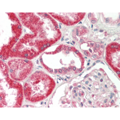 Immunohistochemical staining of FGF-19 using anti-FGF-19 (human), mAb (FG369-1) (Prod. No. AG-20A-0066) in formalin-fixed and paraffin-embedded (FFPE) human kidney tissue (15µg/ml).