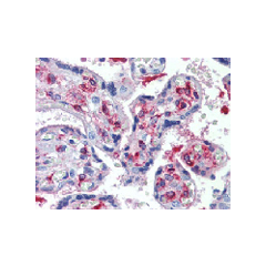 Immunohistochemical staining of DLK1 using anti-DLK1 (human), mAb (PF299-1) (Prod. No. AG-20A-0070) in placenta, villi (1:500 dilution). This antibody has been tested in immunohistochemistry, analyzed by an anatomic pathologist and validated for use