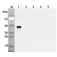 Western blot analysis using anti-Sirtuin 6 (human), mAb (S6R82-2) (Prod. No. AG-20A-0091) at 1:2'000 dilution.1: Human sirtuin 6 (His-tagged).2: Human sirtuin 1 (His-tagged).3: Human sirtuin 2 (His-tagged).4: Human sirtuin 5 (His-t