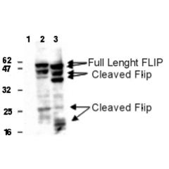 Detection of human and mouse FLIP in 293T cells transfected with a human (lane 2) or mouse FLIPL (lane 3) expression plasmid using anti-FLIP, mAb (Dave-2) (AG-20B-0005). Untransfected cells (lane 1). Top arrows indicate full length FLIP, lower 