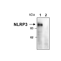 NLRP3 is detected in mouse macrophages using anti-NLRP3/NALP3 (mouse), mAb (Cryo-1) (Prod. No AG-20B-0006).
Cell extracts from mouse macrophages, WT (lane 1) or NLRP3 KO (lane 2), were separated by SDS-PAGE under reducing conditions, transferred to 