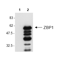 Western Blot analysis of mouse ZBP1 in L929 cells by using anti-ZBP1, mAb (Zippy-1) (Prod. No. AG-20B-0010).
Cell extracts from L929 cell either unstimulated (lane 1) or stimulated for 24h with poly(dA.dT) poly(dT.dA) at 3μg/ml (lane 2) were reso