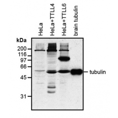 Western blot analysis of protein glutamylation with MAb to polyglutamylation modification (GT335) (Prod. No. AG-20B-0020).
Method: HeLa cells grown in standard culture conditions are lysed in SDS sample buffer and run on 10% SDS-PAGE. The pro