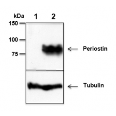 anti-Periostin, mAb (Stiny-1) (preservative free)