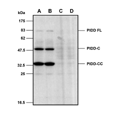 Mouse PIDD is detected in primary MEF cells using anti-PIDD (mouse), mAb (Lise-1) (Prod. N°AG-20B-0038). Method:: Cell extracts from mouse embryo fibroblasts (MEFs) either from WT (A-B) or  PIDD KO cells (C-D) were separated by SDS-PAGE under