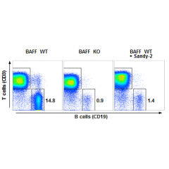 anti-BAFF (mouse), mAb (Sandy-2) (Prod. No. AG-20B-0063) blocks the action of endogenous BAFF in vivo.  Method: Wild type C57BL/6 mice were treated at day 0 (single administration) with monoclonal antibody anti-BAFF (mouse), mAb (Sandy