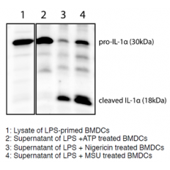 Mouse IL-1α (full-length p30 and cleaved p18 fragments) are detected by immunoblotting using anti-IL-1α (p18) (mouse), mAb (Teo-1) (Prod. No AG-20B-0064). Method: IL-1α was analyzed by Western blot in cell extracts of bone m